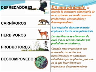 DEPREDADORES 
CARNÍVOROS 
HERBÍVOROS 
PRODUCTORES 
DESCOMPONEDORES 
En una pirámide se 
aprecia la estructura alimentaria de 
un ecosistema en donde conviven 
productores, consumidores y 
descomponedores. 
Los vegetales elaboran materia 
orgánica a través de la fotosíntesis. 
Los herbívoros se alimentan de 
ellos, y a su vez son comidos por 
predadores o carnívoros. 
Cuando estos organismos van 
muriendo, sus restos son 
transformados en sustancias 
asimilables por la plantas, proceso 
en el que intervienen los 
organismos descomponedores 
 