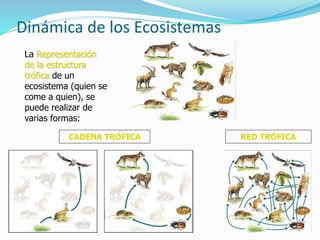 Dinámica de los Ecosistemas 
La Representación 
de la estructura 
trófica de un 
ecosistema (quien se 
come a quien), se 
puede realizar de 
varias formas: 
CADENA TRÓFICA RED TRÓFICA 
 
