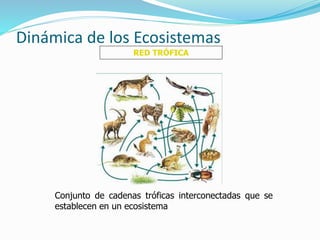 Dinámica de los Ecosistemas 
RED TRÓFICA 
Conjunto de cadenas tróficas interconectadas que se 
establecen en un ecosistema 
 