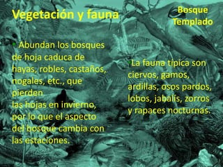 Vegetación y fauna 
• Abundan los bosques 
de hoja caduca de 
hayas, robles, castaños, 
nogales, etc., que 
pierden 
las hojas en invierno, 
por lo que el aspecto 
del bosque cambia con 
las estaciones. 
Bosque 
Templado 
•La fauna típica son 
ciervos, gamos, 
ardillas, osos pardos, 
lobos, jabalís, zorros 
y rapaces nocturnas. 
 