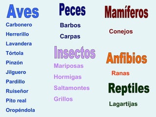 Pito Ranas Ecosistema de el soto | PPT