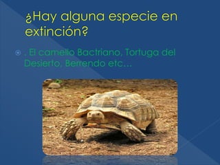  . El camello Bactriano, Tortuga del 
Desierto, Berrendo etc… 
 
