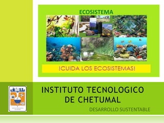 INSTITUTO TECNOLOGICO
DE CHETUMAL
ECOSISTEMA
 
