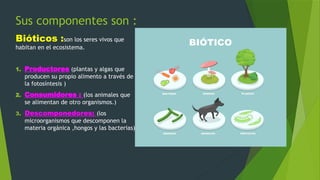 Sus componentes son :
Bióticos :son los seres vivos que
habitan en el ecosistema.
1. Productores (plantas y algas que
producen su propio alimento a través de
la fotosíntesis )
2. Consumidores : (los animales que
se alimentan de otro organismos.)
3. Descomponedores: (los
microorganismos que descomponen la
materia orgánica ,hongos y las bacterias)
 