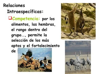 Relaciones
Intraespecíficas:
Competencia: por los
alimentos, las hembras,
el rango dentro del
grupo.., permite la
selección de los más
aptos y el fortalecimiento
de la especie
 