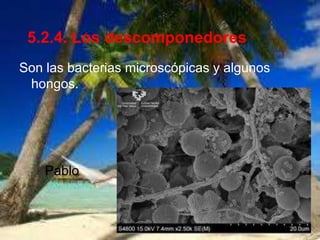 5.2.4. Los descomponedores
Son las bacterias microscópicas y algunos
 hongos.




    Pablo
 