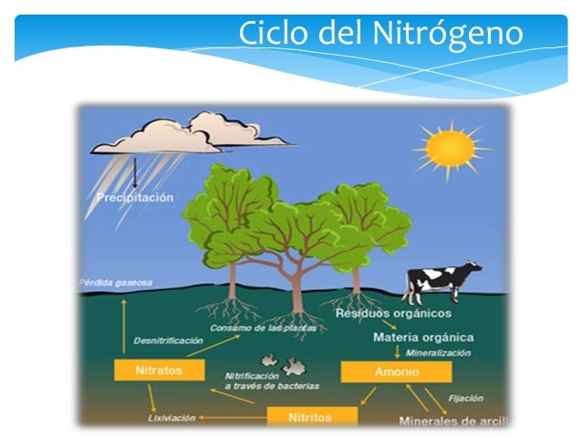 Ecosistema marino
