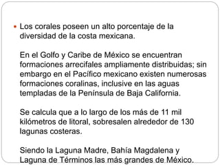  Los corales poseen un alto porcentaje de la
diversidad de la costa mexicana.
En el Golfo y Caribe de México se encuentran
formaciones arrecifales ampliamente distribuidas; sin
embargo en el Pacífico mexicano existen numerosas
formaciones coralinas, inclusive en las aguas
templadas de la Península de Baja California.
Se calcula que a lo largo de los más de 11 mil
kilómetros de litoral, sobresalen alrededor de 130
lagunas costeras.
Siendo la Laguna Madre, Bahía Magdalena y
Laguna de Términos las más grandes de México.
 