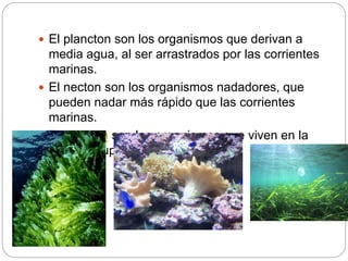  El plancton son los organismos que derivan a
media agua, al ser arrastrados por las corrientes
marinas.
 El necton son los organismos nadadores, que
pueden nadar más rápido que las corrientes
marinas.
 El neuston son los organismos que viven en la
película superficial.
 