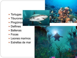  Tortugas
 Tiburones
 Pingüinos
 Delfines
 Ballenas
 Focas
 Leones marinos
 Estrellas de mar
 