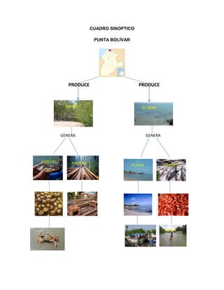CUADRO SINOPTICO
PUNTA BOLÍVAR

PRODUCE

MANGLE

PRODUCE

EL MAR

GENERA

ESPECIES

MADERA

GENERA

PLAYAS

ESPECIES

PESCA

 