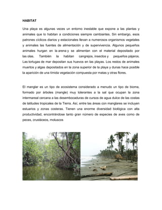HABITAT
Una playa es algunas veces un entorno inestable que expone a las plantas y
animales que lo habitan a condiciones siempre cambiantes. Sin embargo, esos
patrones cíclicos diarios y estacionales llevan a numerosos organismos vegetales
y animales las fuentes de alimentación y de supervivencia. Algunos pequeños
animales hurgan en la arena y se alimentan con el material depositado por
las olas.

También

la

habitan

cangrejos, insectos y

pequeños pájaros.

Las tortugas de mar depositan sus huevos en las playas. Los restos de animales
muertos y algas depositados en la zona superior de la playa y dunas hace posible
la aparición de una tímida vegetación compuesta por matas y otras flores.

El manglar es un tipo de ecosistema considerado a menudo un tipo de bioma,
formado por árboles (mangle) muy tolerantes a la sal que ocupan la zona
intermareal cercana a las desembocaduras de cursos de agua dulce de las costas
de latitudes tropicales de la Tierra. Así, entre las áreas con manglares se incluyen
estuarios y zonas costeras. Tienen una enorme diversidad biológica con alta
productividad, encontrándose tanto gran número de especies de aves como de
peces, crustáceos, moluscos

 