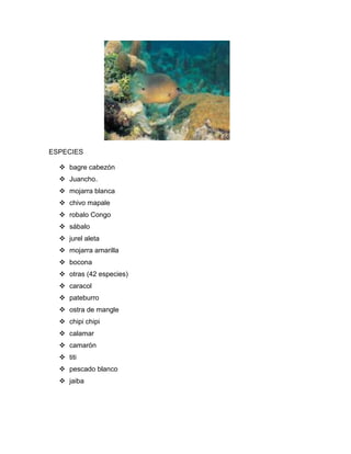 ESPECIES
 bagre cabezón
 Juancho.
 mojarra blanca
 chivo mapale
 robalo Congo
 sábalo
 jurel aleta
 mojarra amarilla
 bocona
 otras (42 especies)
 caracol
 pateburro
 ostra de mangle
 chipi chipi
 calamar
 camarón
 titi
 pescado blanco
 jaiba

 