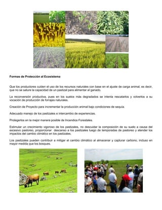 Formas de Protección al Ecosistema 
Que los productores cuiden el uso de los recursos naturales con base en el ajuste de carga animal, es decir, 
que no se sature la capacidad de un pastizal para alimentar al ganado. 
La reconversión productiva, pues en los suelos más degradados se intenta rescatarlos y volverlos a su 
vocación de producción de forrajes naturales. 
Creación de Proyecto para incrementar la producción animal bajo condiciones de sequía. 
Adecuado manejo de los pastizales e intercambio de experiencias. 
Protegerlos en la mejor manera posible de Incendios Forestales. 
Estimular un crecimiento vigoroso de los pastizales, no descuidar la composición de su suelo a causa del 
excesivo pastoreo, proporcionar descanso a los pastizales luego de temporadas de pastoreo y atender los 
impactos del cambio climático en los pastizales. 
Los pastizales pueden contribuir a mitigar el cambio climático al almacenar y capturar carbono, incluso en 
mayor medida que los bosques. 
