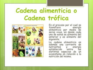 Cadena alimenticia o
Cadena trófica
Es el proceso por el cual se
transfiere
energía
alimenticia por medio de
seres vivos, en donde cada
uno de estos se alimenta del
anterior y es alimento del
siguiente.
La cadena alimenticia es
además una corriente de
nutrientes
y
energía
establecida
entre
las
distintas especies de un
ecosistema en relación a la
nutrición del mismo.

 