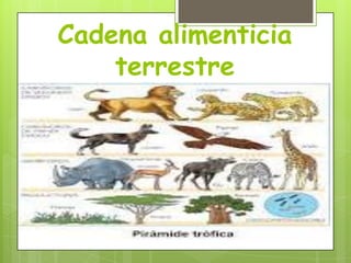 Cadena alimenticia
terrestre

 