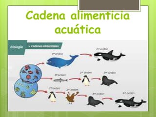 Cadena alimenticia
acuática

 
