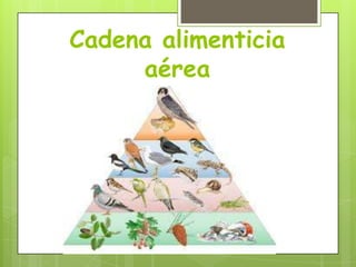 Cadena alimenticia
aérea

 