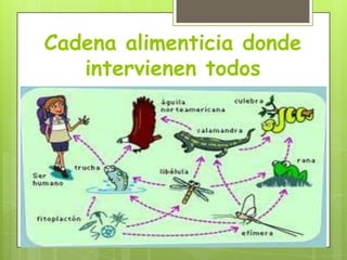 Cadena alimenticia donde
intervienen todos

 