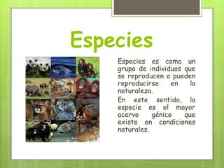 Especies
Especies es como un
grupo de individuos que
se reproducen o pueden
reproducirse
en
la
naturaleza.
En este sentido, la
especie es el mayor
acervo
génico
que
existe en condiciones
naturales.

 