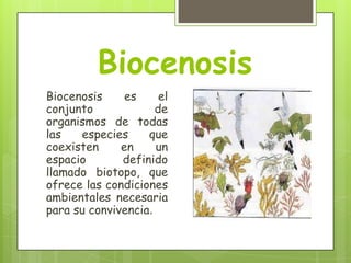 Biocenosis
Biocenosis
es
el
conjunto
de
organismos de todas
las
especies
que
coexisten
en
un
espacio
definido
llamado biotopo, que
ofrece las condiciones
ambientales necesaria
para su convivencia.

 