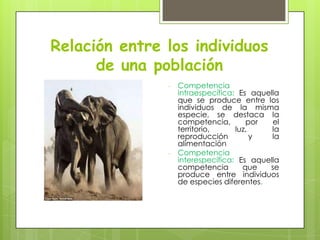 Relación entre los individuos
de una población
-

-

Competencia
intraespecífica: Es aquella
que se produce entre los
individuos de la misma
especie, se destaca la
competencia,
por
el
territorio,
luz,
la
reproducción
y
la
alimentación
Competencia
interespecífica: Es aquella
competencia
que
se
produce entre individuos
de especies diferentes.

 