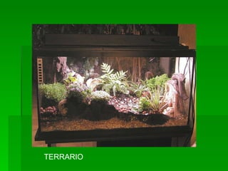 TERRARIO 