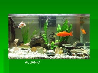 ACUARIO 