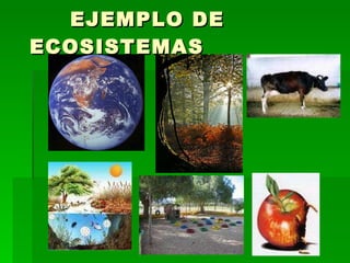 EJEMPLO DE ECOSISTEMAS 