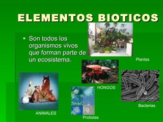 ELEMENTOS BIOTICOS Son todos los organismos vivos que forman parte de un ecosistema. ANIMALES Plantas HONGOS Bacterias Protistas 