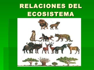 RELACIONES DEL ECOSISTEMA 