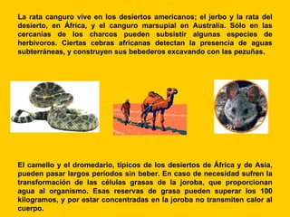 La rata canguro vive en los desiertos americanos; el jerbo y la rata del
desierto, en África, y el canguro marsupial en Australia. Sólo en las
cercanías de los charcos pueden subsistir algunas especies de
herbívoros. Ciertas cebras africanas detectan la presencia de aguas
subterráneas, y construyen sus bebederos excavando con las pezuñas.




El camello y el dromedario, típicos de los desiertos de África y de Asia,
pueden pasar largos períodos sin beber. En caso de necesidad sufren la
transformación de las células grasas de la joroba, que proporcionan
agua al organismo. Esas reservas de grasa pueden superar los 100
kilogramos, y por estar concentradas en la joroba no transmiten calor al
cuerpo.
 