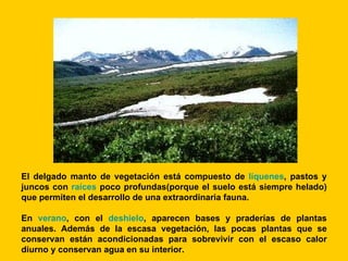 El delgado manto de vegetación está compuesto de líquenes, pastos y
juncos con raíces poco profundas(porque el suelo está siempre helado)
que permiten el desarrollo de una extraordinaria fauna.

En verano, con el deshielo, aparecen bases y praderías de plantas
anuales. Además de la escasa vegetación, las pocas plantas que se
conservan están acondicionadas para sobrevivir con el escaso calor
diurno y conservan agua en su interior.
 