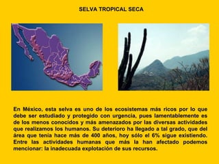 SELVA TROPICAL SECA




En México, esta selva es uno de los ecosistemas más ricos por lo que
debe ser estudiado y protegido con urgencia, pues lamentablemente es
de los menos conocidos y más amenazados por las diversas actividades
que realizamos los humanos. Su deterioro ha llegado a tal grado, que del
área que tenía hace más de 400 años, hoy sólo el 6% sigue existiendo.
Entre las actividades humanas que más la han afectado podemos
mencionar: la inadecuada explotación de sus recursos.
 