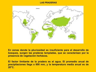 LAS PRADERAS




En zonas donde la pluviosidad es insuficiente para el desarrollo de
bosques, surgen las praderas templadas, que se caracterizan por la
presencia de vegetación herbácea.

El factor limitante de la pradera es el agua. El promedio anual de
precipitaciones llega a 600 mm, y la temperatura media anual es de
20"C.
 