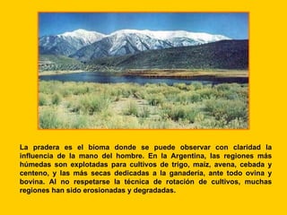 La pradera es el bioma donde se puede observar con claridad la
influencia de la mano del hombre. En la Argentina, las regiones más
húmedas son explotadas para cultivos de trigo, maíz, avena, cebada y
centeno, y las más secas dedicadas a la ganadería, ante todo ovina y
bovina. Al no respetarse la técnica de rotación de cultivos, muchas
regiones han sido erosionadas y degradadas.
 
