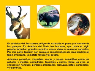 En América del Sur corren peligro de extinción el puma y el venado de
las pampas. En América del Norte los bisontes, que hasta el siglo
pasado formaban grandes rebaños, ahora viven en reservas naturales.
Por otra parte, también son animales característicos de esas praderas el
tejón americano, la mofeta rayada y el coyote.
Animales pequeños: vizcachas, maras y cuises, armadillos como los
peludos y mulitas, comadrejas, lagartijas y zorros. Entre las aves se
encuentran ñandúes, perdices americanas, lechuzas, patos, cardenales,
y calandrias.
 