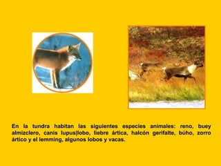 En la tundra habitan las siguientes especies animales: reno, buey
almizclero, canis lupus|lobo, liebre ártica, halcón gerifalte, búho, zorro
ártico y el lemming, algunos lobos y vacas.
 