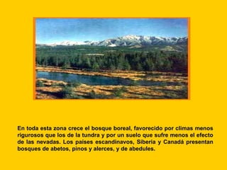 En toda esta zona crece el bosque boreal, favorecido por climas menos
rigurosos que los de la tundra y por un suelo que sufre menos el efecto
de las nevadas. Los países escandinavos, Siberia y Canadá presentan
bosques de abetos, pinos y alerces, y de abedules.
 