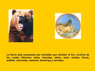 La fauna está compuesta por animales que resisten el frío, muchos de
los cuales hibernan: alces, bisontes, lobos, osos, martas, linces,
ardillas, marmotas, castores, lemmings y venados.
 