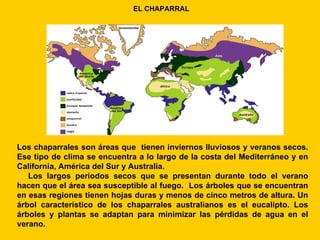 EL CHAPARRAL




Los chaparrales son áreas que tienen inviernos lluviosos y veranos secos.
Ese tipo de clima se encuentra a lo largo de la costa del Mediterráneo y en
California, América del Sur y Australia.
   Los largos periodos secos que se presentan durante todo el verano
hacen que el área sea susceptible al fuego. Los árboles que se encuentran
en esas regiones tienen hojas duras y menos de cinco metros de altura. Un
árbol característico de los chaparrales australianos es el eucalipto. Los
árboles y plantas se adaptan para minimizar las pérdidas de agua en el
verano.
 