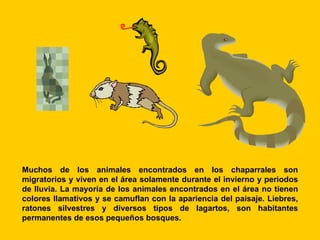 Muchos de los animales encontrados en los chaparrales son
migratorios y viven en el área solamente durante el invierno y periodos
de lluvia. La mayoría de los animales encontrados en el área no tienen
colores llamativos y se camuflan con la apariencia del paisaje. Liebres,
ratones silvestres y diversos tipos de lagartos, son habitantes
permanentes de esos pequeños bosques.
 