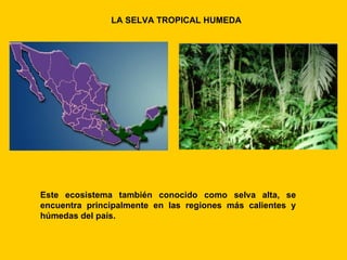LA SELVA TROPICAL HUMEDA




Este ecosistema también conocido como selva alta, se
encuentra principalmente en las regiones más calientes y
húmedas del país.
 