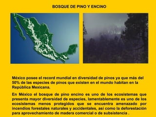 BOSQUE DE PINO Y ENCINO




México posee el record mundial en diversidad de pinos ya que más del
50% de las especies de pinos que existen en el mundo habitan en la
República Mexicana.
En México el bosque de pino encino es uno de los ecosistemas que
presenta mayor diversidad de especies, lamentablemente es uno de los
ecosistemas menos protegidos que se encuentra amenazado por
incendios forestales naturales y accidentales, así como la deforestación
para aprovechamiento de madera comercial o de subsistencia .
 