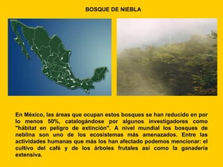 BOSQUE DE NIEBLA




En México, las áreas que ocupan estos bosques se han reducido en por
lo menos 50%, catalogándose por algunos investigadores como
"hábitat en peligro de extinción". A nivel mundial los bosques de
neblina son uno de los ecosistemas más amenazados. Entre las
actividades humanas que más los han afectado podemos mencionar: el
cultivo del café y de los árboles frutales así como la ganadería
extensiva.
 