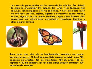 Las aves de presa anidan en las copas de los árboles. Por debajo
de ellas se encuentran los monos, los loros y los tucanes, que
conviven con mariposas y flores coloridas. A nivel del suelo viven
los antílopes, jabalíes, tapires, lagartos y serpientes, sapos, ranas y
felinos, algunos de los cuales también trepan a los árboles. Son
numerosos los saltamontes, escarabajos, hormigas, termitas y
otros de gran tamaño




Para tener una idea de la biodiversidad selvática se puede
considerar que en 10 km2 de superficie pueden convivir unas 760
especies de árboles, 125 de mamíferos, 400 de aves, 100 de
reptiles y 60 de anfibios. En un solo árbol pueden contarse 400
especies de insectos.
 