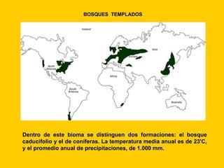 BOSQUES TEMPLADOS




Dentro de este bioma se distinguen dos formaciones: el bosque
caducifolio y el de coníferas. La temperatura media anual es de 23'C,
y el promedio anual de precipitaciones, de 1.000 mm.
 