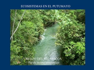 ECOSISTEMAS EN EL PUTUMAYO BRAZO DEL RIO MOCOA Pie de monte amazónico 