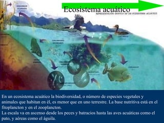 En un ecosistema acuático la biodiversidad, o número de especies vegetales y animales que habitan en él, es menor que en uno terrestre. La base nutritiva está en el fitoplancton y en el zooplancton. La escala va en ascenso desde los peces y batracios hasta las aves acuáticas como el pato, y aéreas como el águila.  Ecosistema acuático 