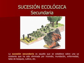 SUCESIÓN ECOLÓGICA Secundaria La  sucesión secundaria   es aquella que se establece sobre una ya existente que ha sido eliminada por incendio, inundación, enfermedad, talas de bosques, cultivo, etc. 